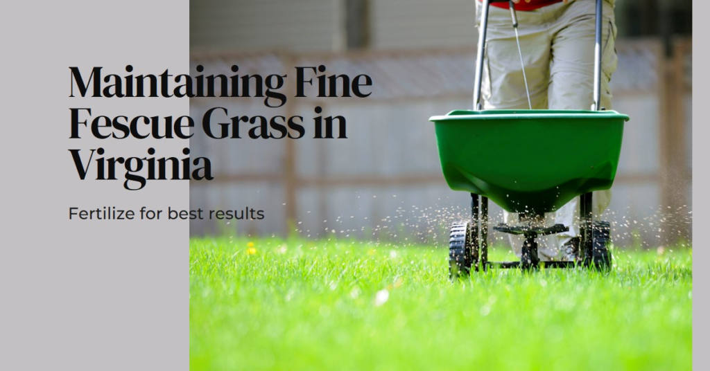 Maintaining Fine Fescue Grass in Virginia