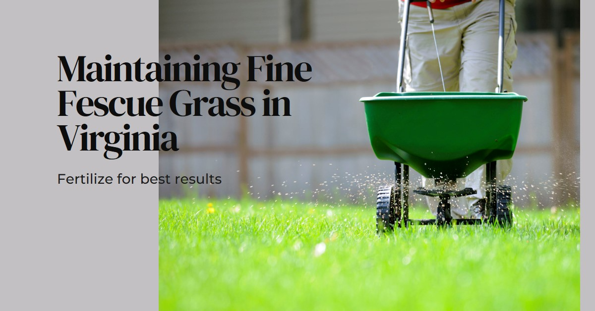 12 Month Plan For Maintaining Fine Fescue Grass In Virginia Coast To Coast Grass