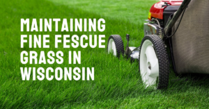 Maintaining Fine Fescue Grass in Wisconsin