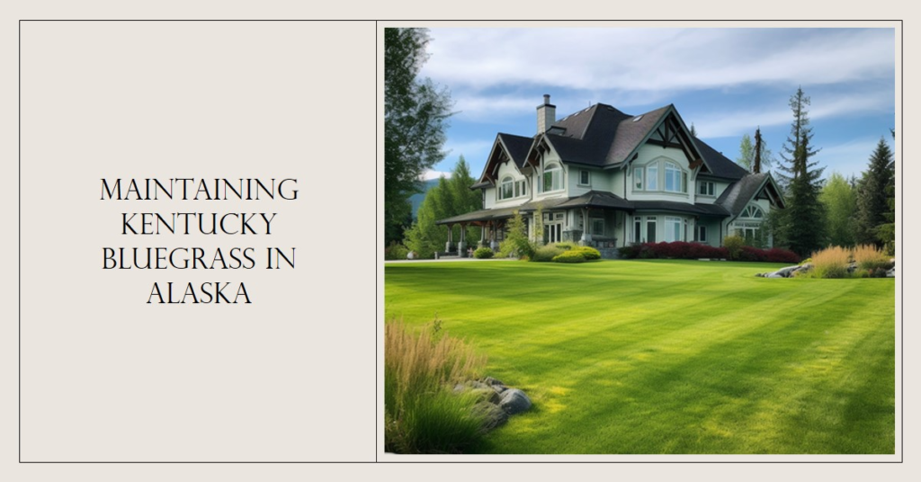 Maintaining Kentucky Bluegrass in Alaska