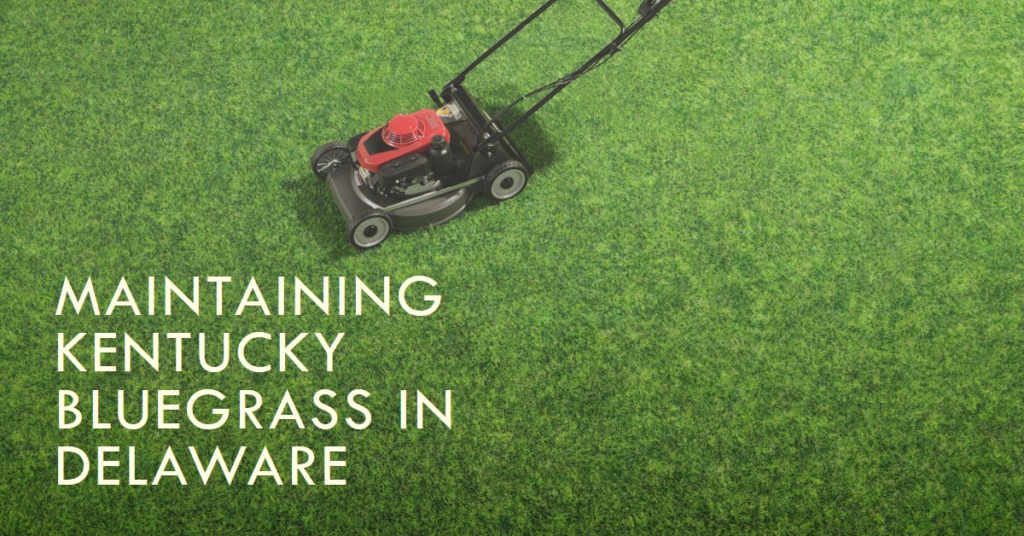 Maintaining Kentucky Bluegrass in Delaware