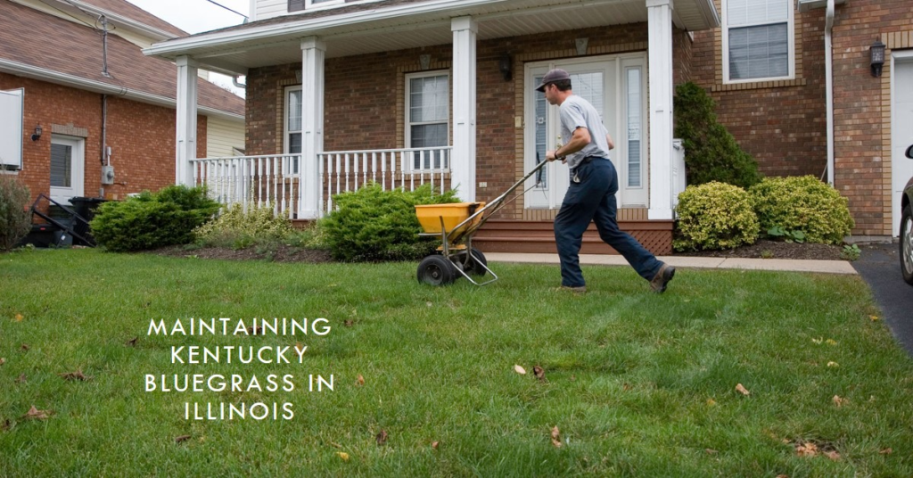 Maintaining Kentucky Bluegrass in Illinois