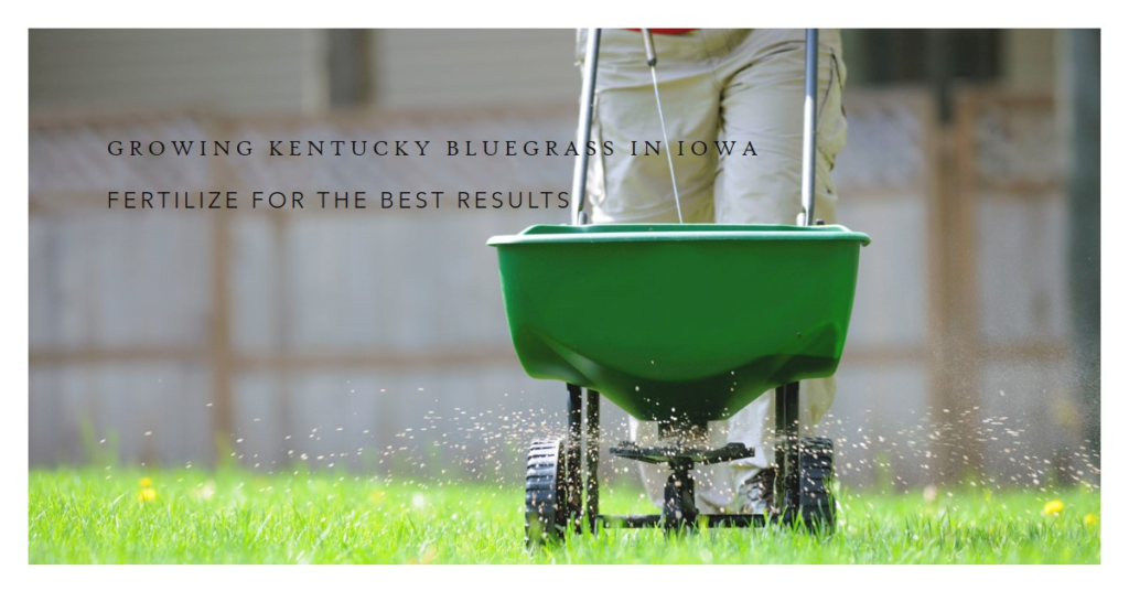 Maintaining Kentucky Bluegrass in Iowa