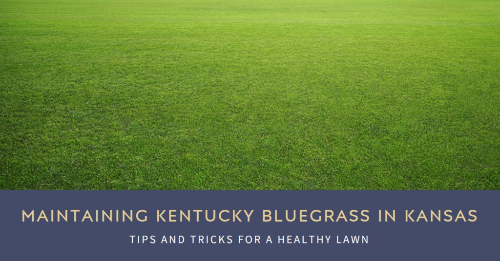 Maintaining Kentucky Bluegrass in Kansas