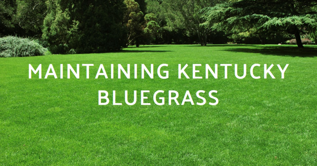 Maintaining Kentucky Bluegrass in Kentucky