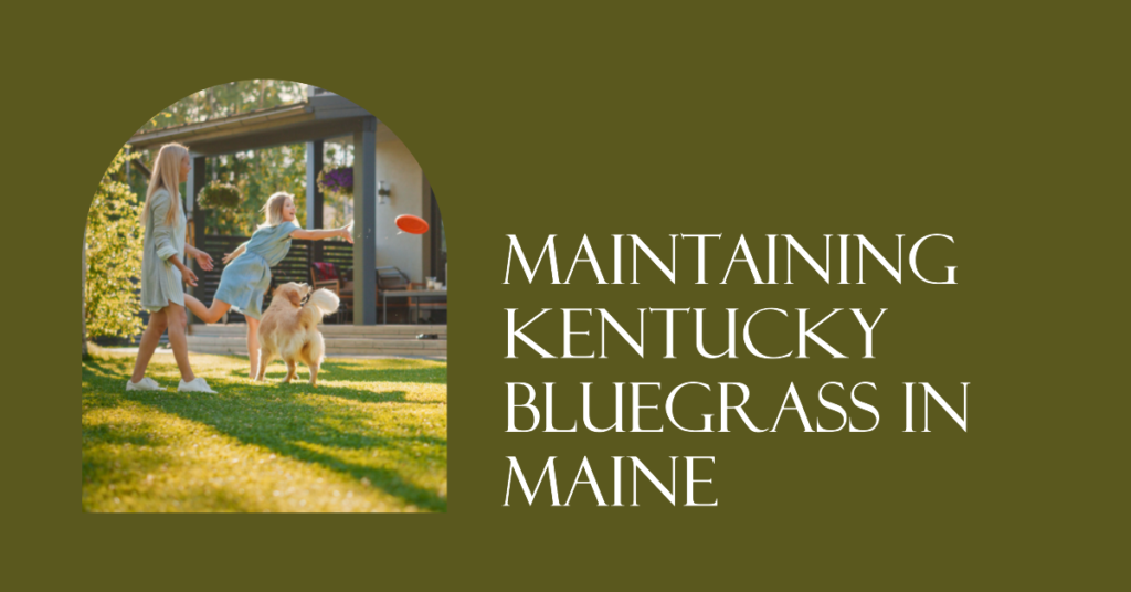 Maintaining Kentucky Bluegrass in Maine