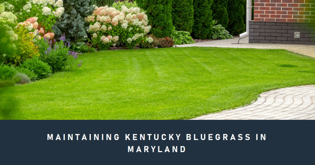 Maintaining Kentucky Bluegrass in Maryland