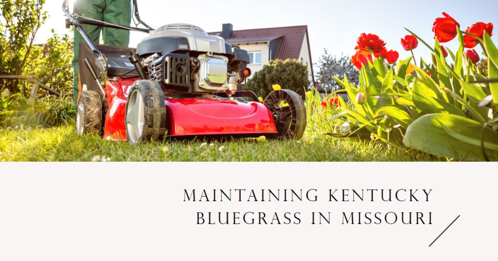 Maintaining Kentucky Bluegrass in Missouri