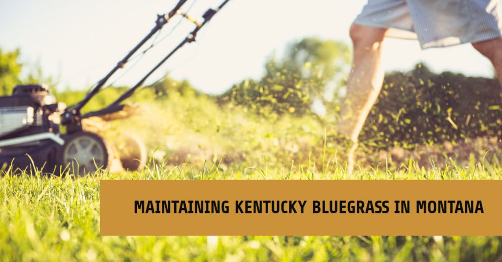 Maintaining Kentucky Bluegrass in Montana