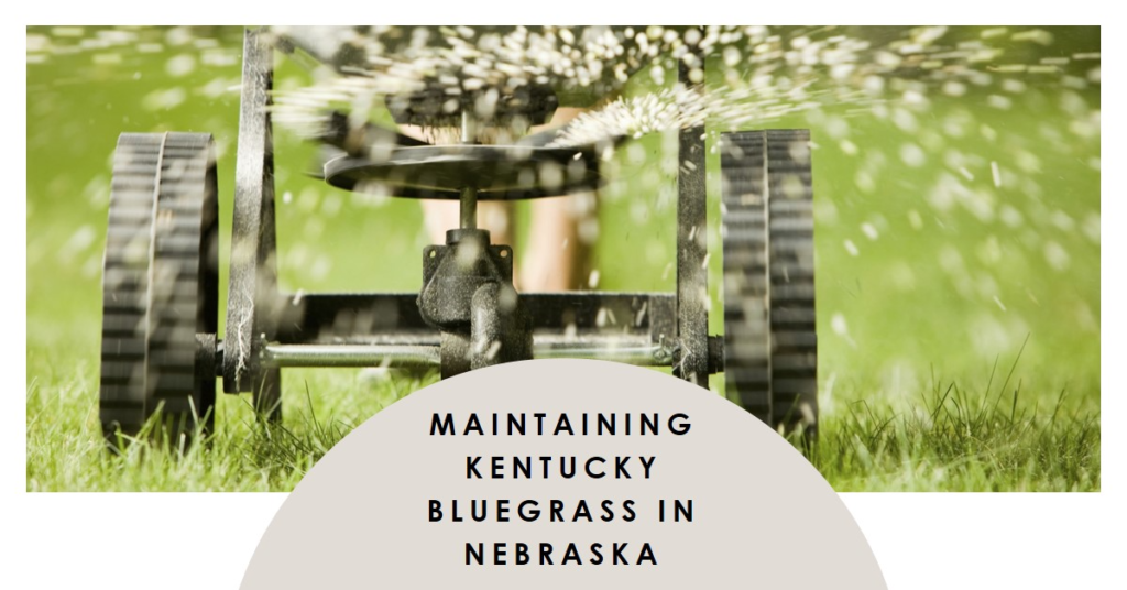 Maintaining Kentucky Bluegrass in Nebraska