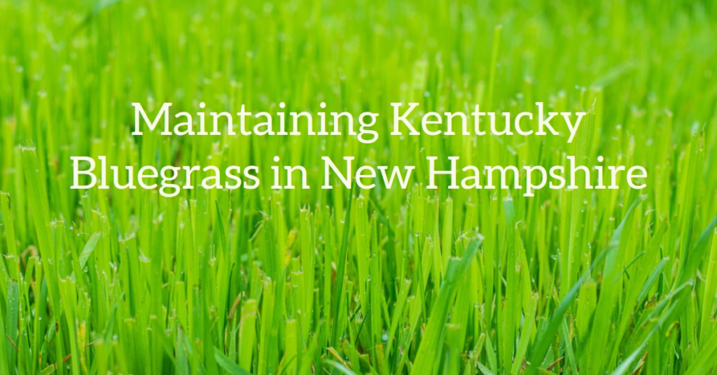 Maintaining Kentucky Bluegrass in New Hampshire