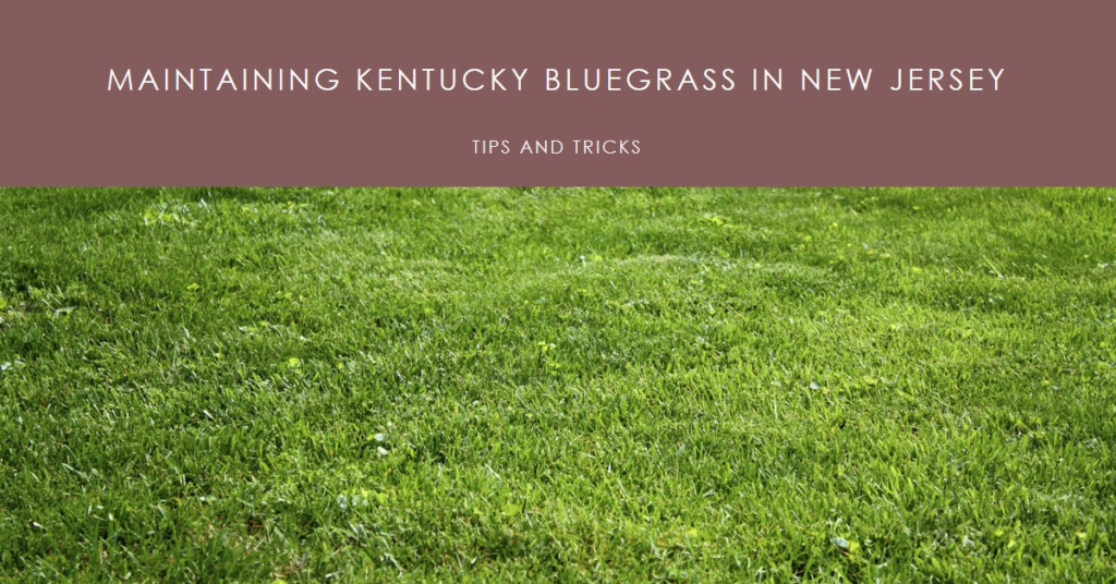 Maintaining Kentucky Bluegrass in New Jersey