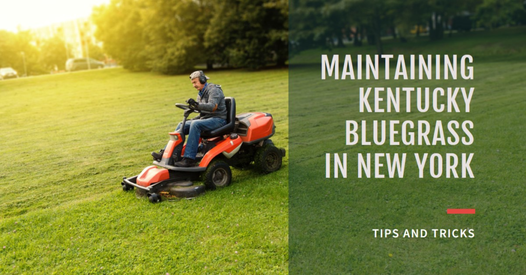 Maintaining Kentucky Bluegrass in New York