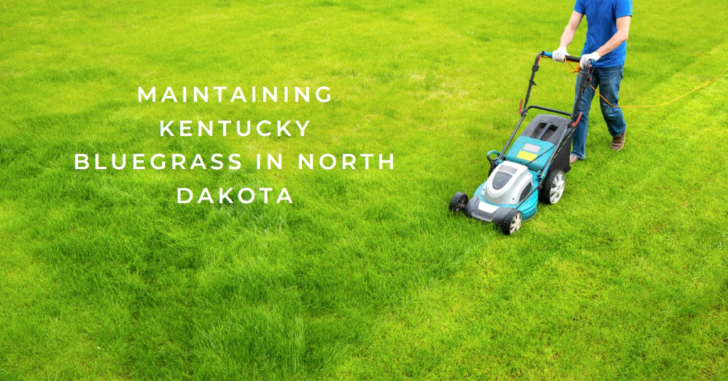 Maintaining Kentucky Bluegrass in North Dakota