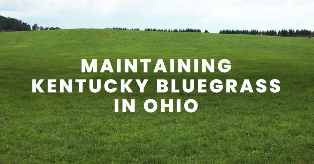 Maintaining Kentucky Bluegrass in Ohio