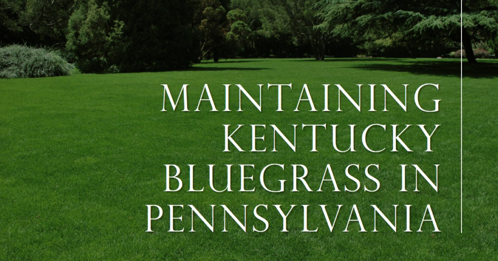 Maintaining Kentucky Bluegrass in Pennsylvania