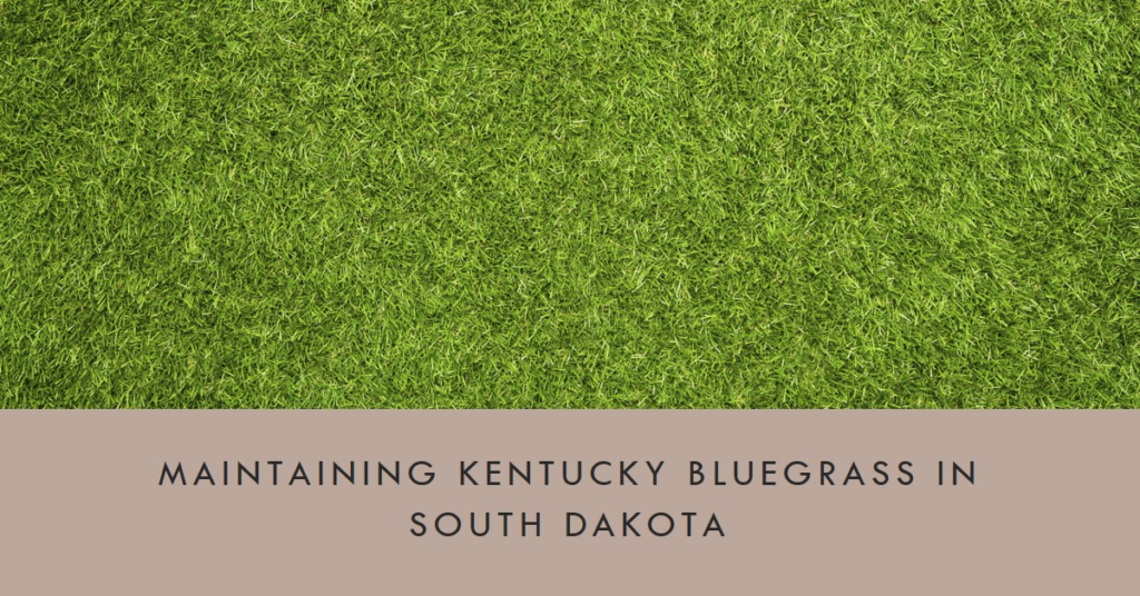 Maintaining Kentucky Bluegrass in South Dakota