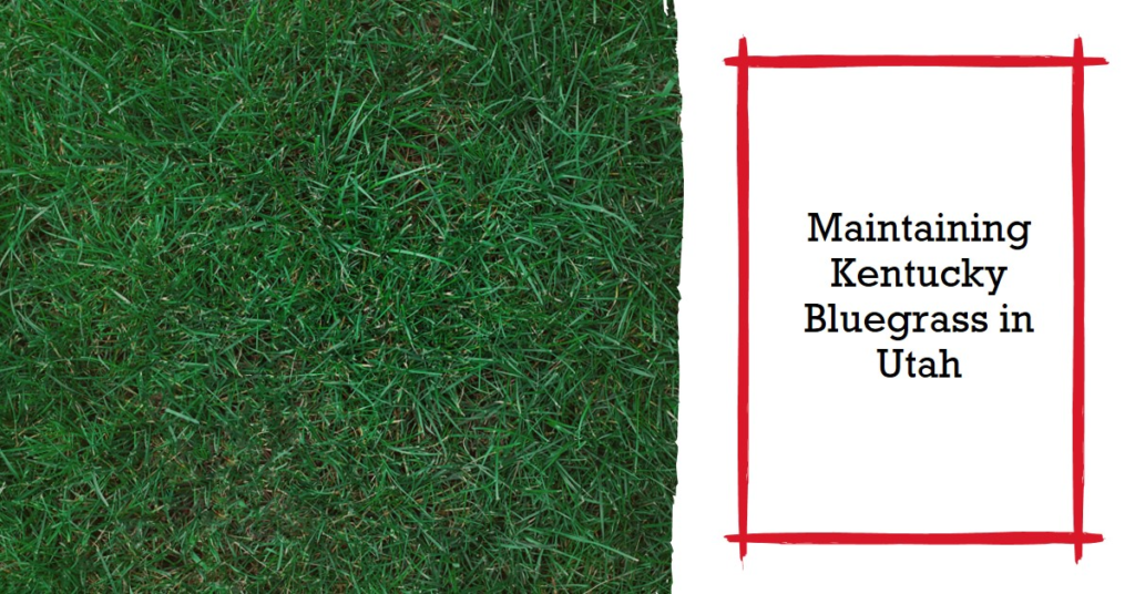 Maintaining Kentucky Bluegrass in Utah