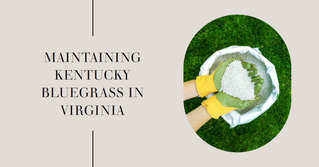 Maintaining Kentucky Bluegrass in Virginia