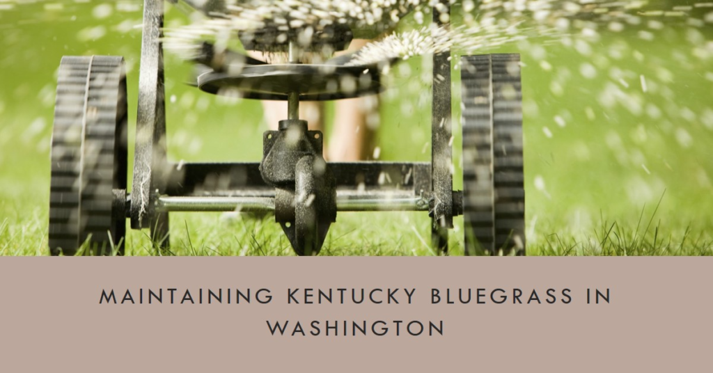 Maintaining Kentucky Bluegrass in Washington