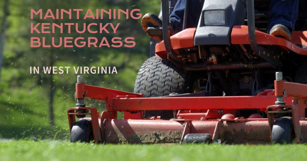 Maintaining Kentucky Bluegrass in West Virginia