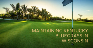 Maintaining Kentucky Bluegrass in Wisconsin