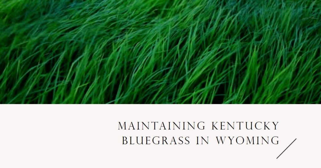 Maintaining Kentucky Bluegrass in Wyoming