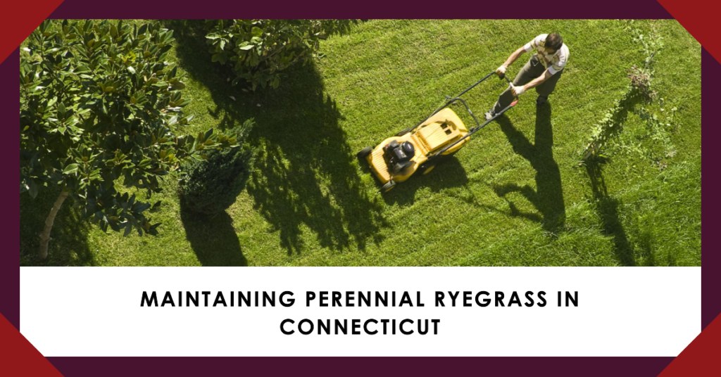 Maintaining Perennial Ryegrass in Connecticut