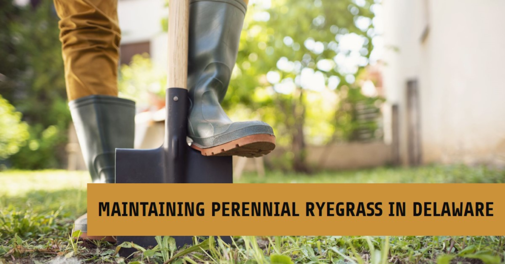 Maintaining Perennial Ryegrass in Delaware