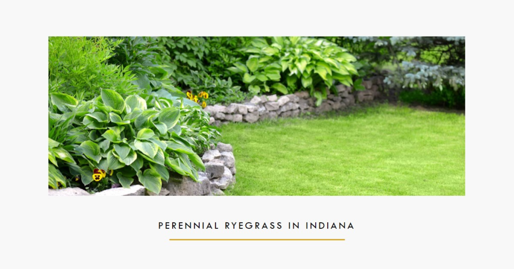 Maintaining Perennial Ryegrass in Indiana