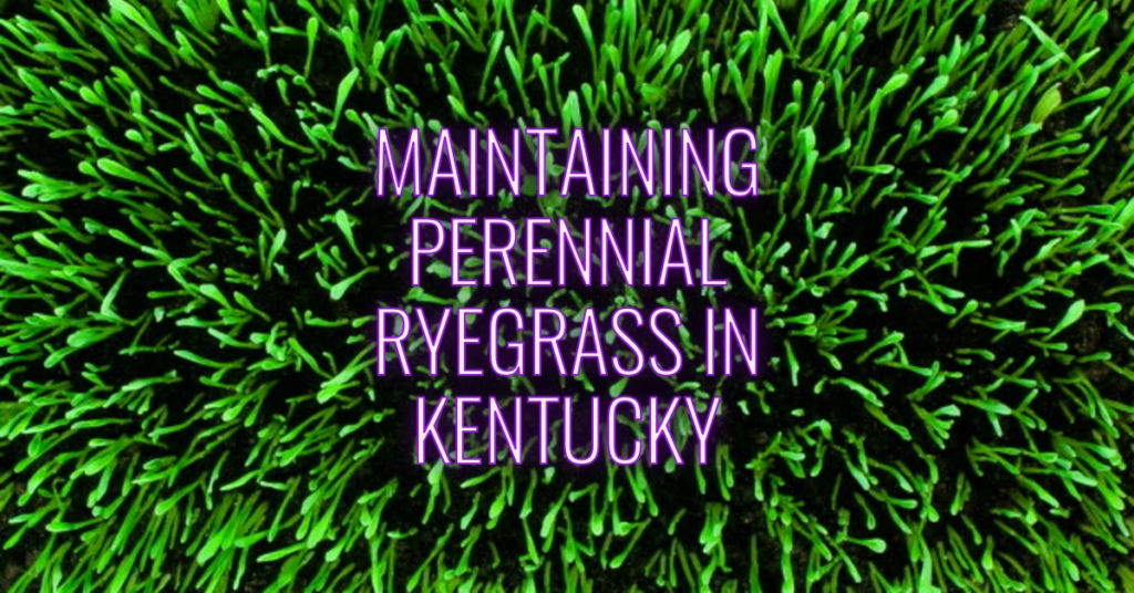 Maintaining Perennial Ryegrass in Kentucky