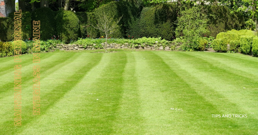 Maintaining Perennial Ryegrass in Maine