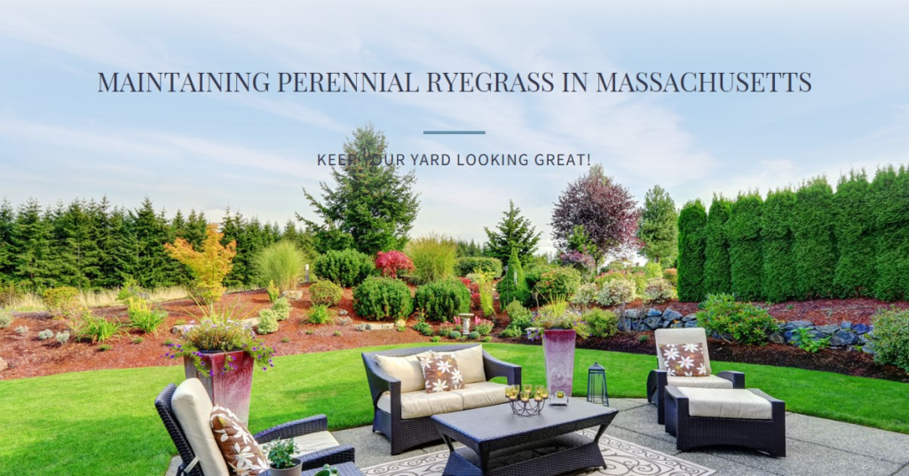 Maintaining Perennial Ryegrass in Massachusetts