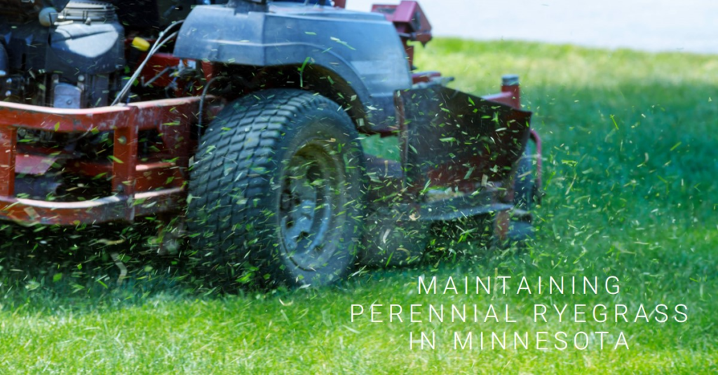 Maintaining Perennial Ryegrass in Minnesota