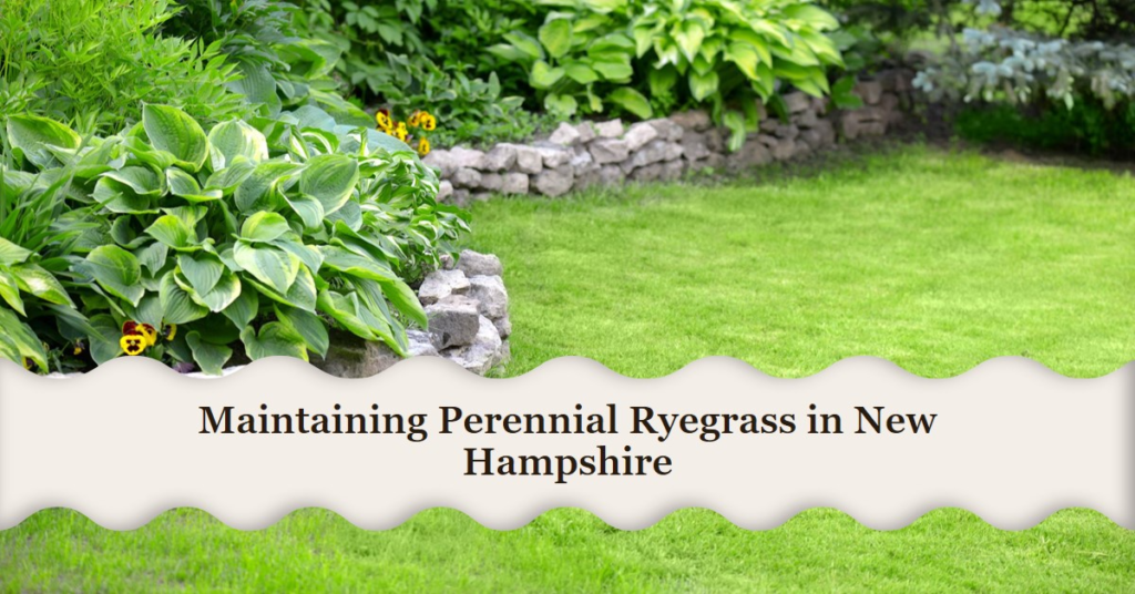 Maintaining Perennial Ryegrass in New Hampshire