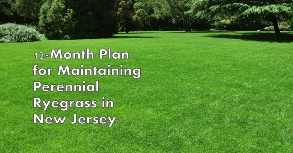 Maintaining Perennial Ryegrass in New Jersey