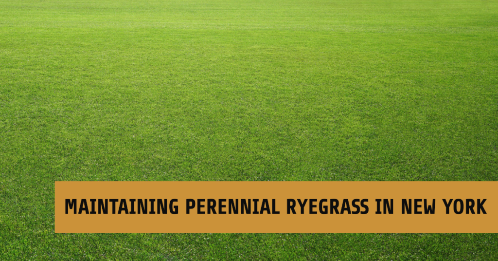 Maintaining Perennial Ryegrass in New York