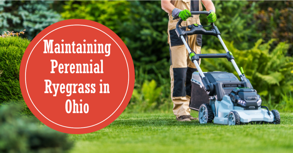 Maintaining Perennial Ryegrass in Ohio