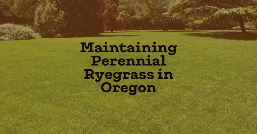 Maintaining Perennial Ryegrass in Oregon