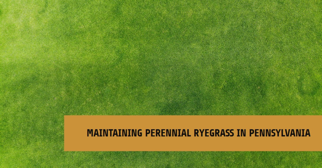 Maintaining Perennial Ryegrass in Pennsylvania