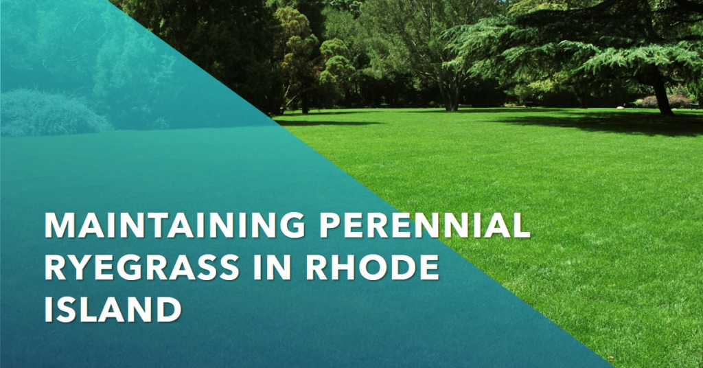 Maintaining Perennial Ryegrass in Rhode Island