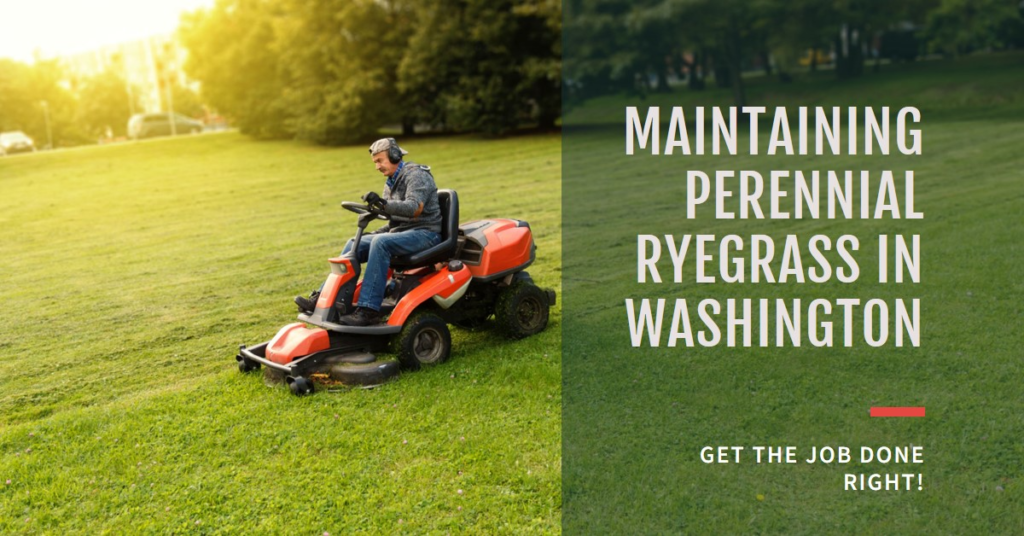 Maintaining Perennial Ryegrass in Washington