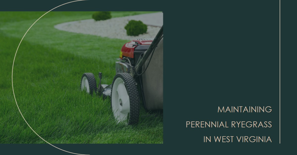 Maintaining Perennial Ryegrass in West Virginia