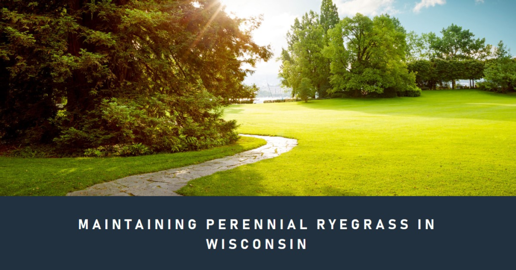 Maintaining Perennial Ryegrass in Wisconsin