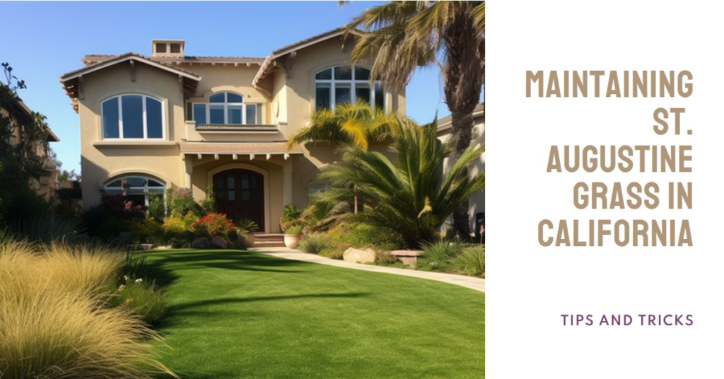 Maintaining St. Augustine Grass in California