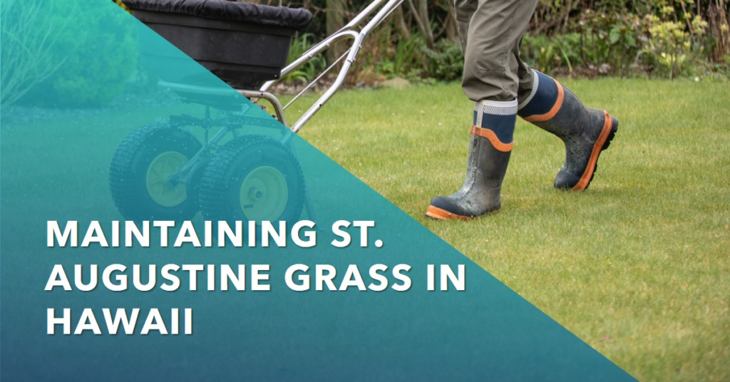 Maintaining St. Augustine Grass in Hawaii