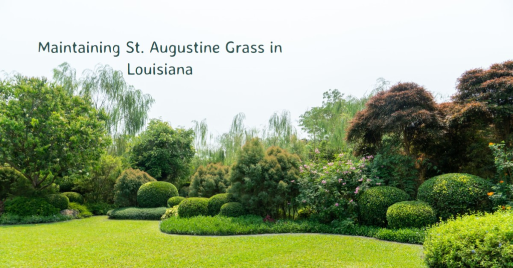 Maintaining St. Augustine Grass in Louisiana