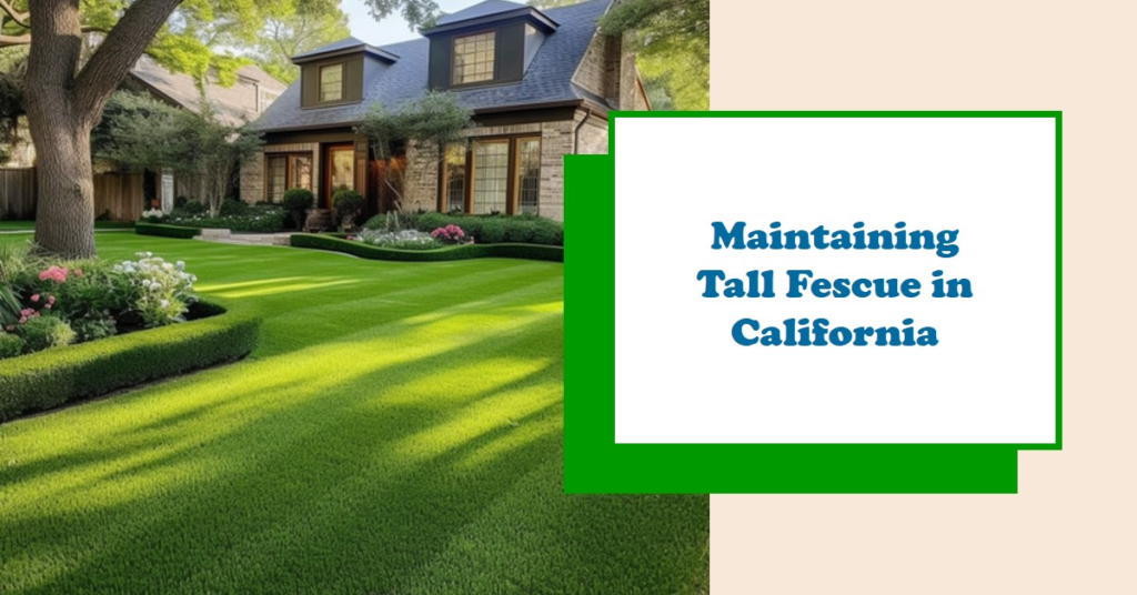 Maintaining Tall Fescue in California