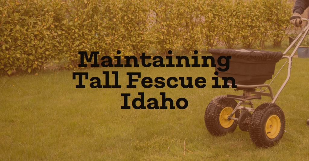 Maintaining Tall Fescue in Idaho