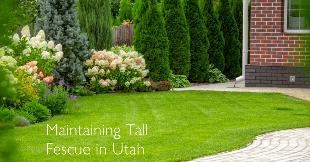 Maintaining Tall Fescue in Utah